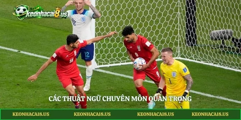 Các thuật ngữ chuyên môn quan trọng